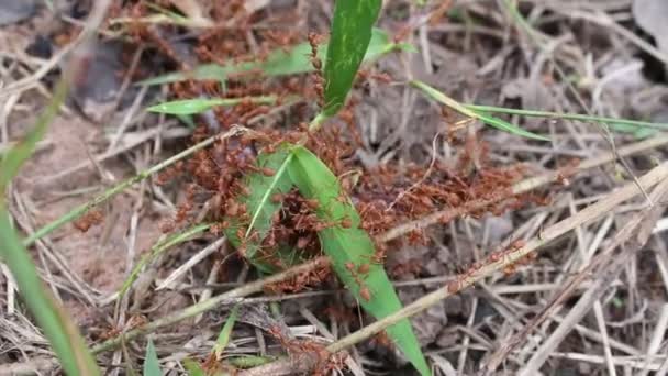 Cacciatore di formica rossa — Video Stock