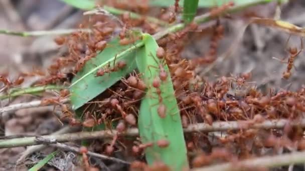 Chasseur de fourmis rouge — Video