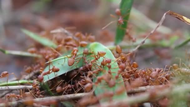 Kırmızı karınca avcı — Stok video