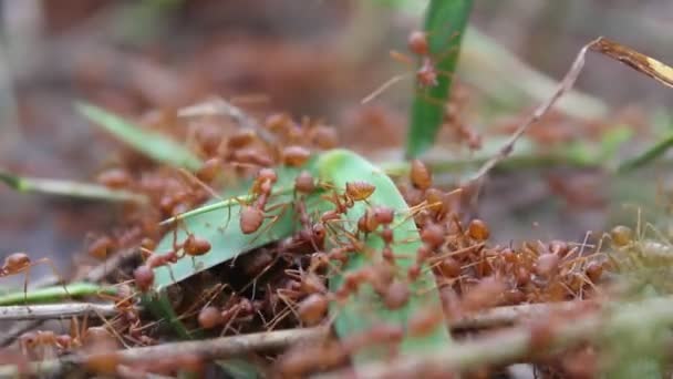 Chasseur de fourmis rouge 