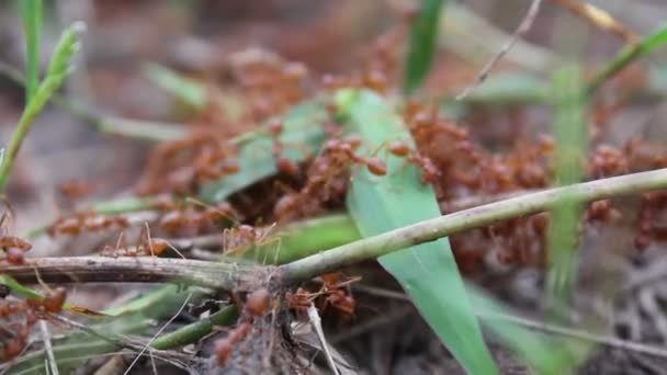 Chasseur de fourmis rouge — Video