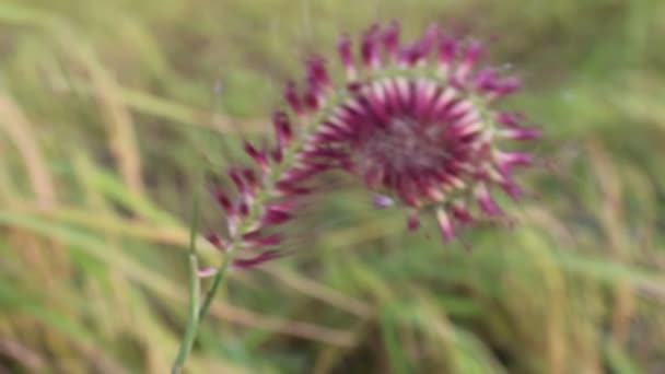 Fleurs sauvages 