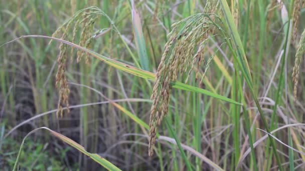 Exploração de arroz — Vídeo de Stock