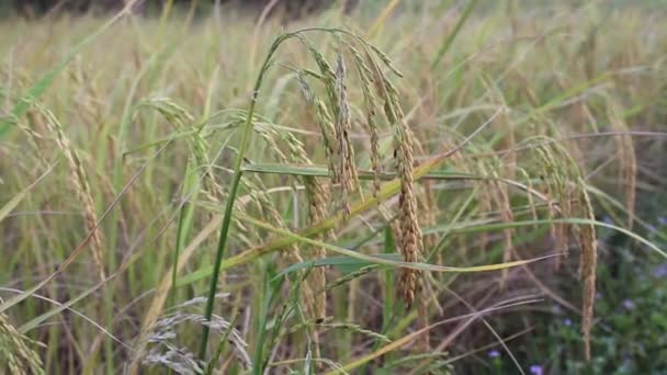 Exploração de arroz — Vídeo de Stock