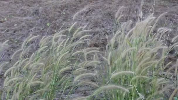 Wild Flowers And Wind — Stock Video