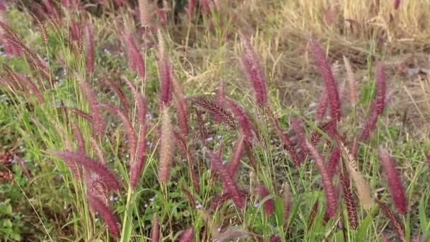 Flores silvestres — Vídeo de Stock