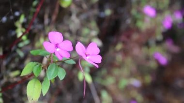 şelale ubonratchathani Tayland at