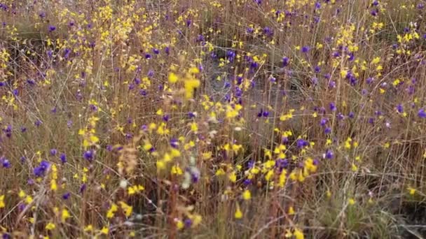 野生の花のフィールド — ストック動画