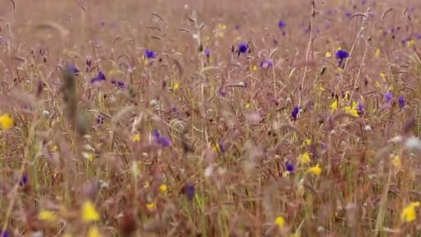 野生の花のフィールド — ストック動画