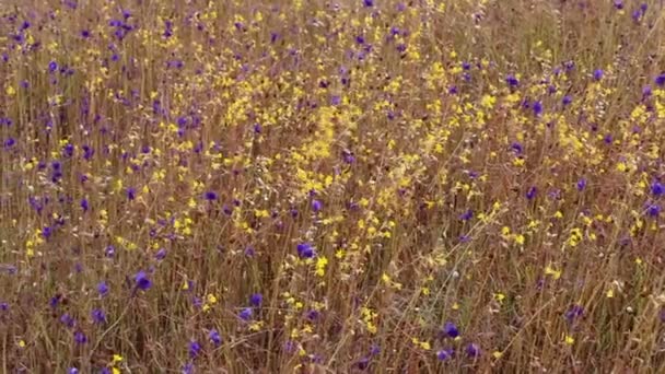 Wild Flowers Field — Stock Video