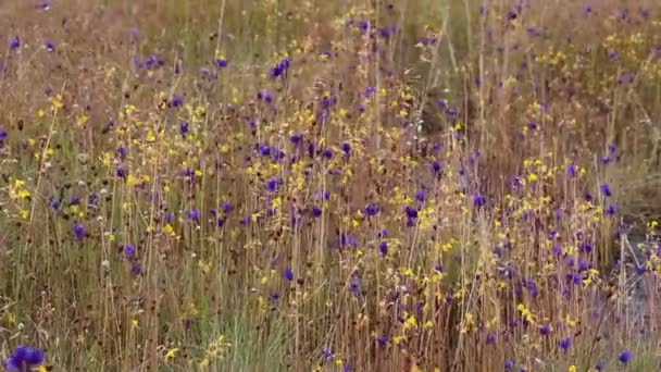 Wilde bloemen veld — Stockvideo