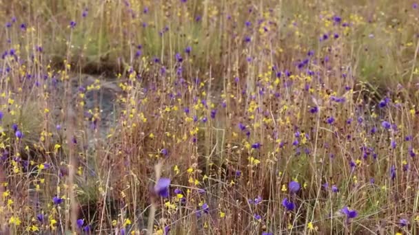 Wild Flowers Field — Stock Video