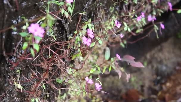 Air terjun di Ubonratchathani Thailand — Stok Video