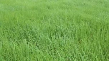 kır çiçekleri ve Rüzgar