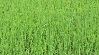 kır çiçekleri ve Rüzgar