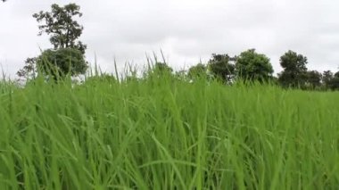 pirinç alan yeşil pirinç
