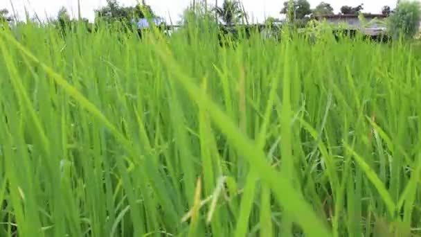 Flores salvajes y viento — Vídeo de stock