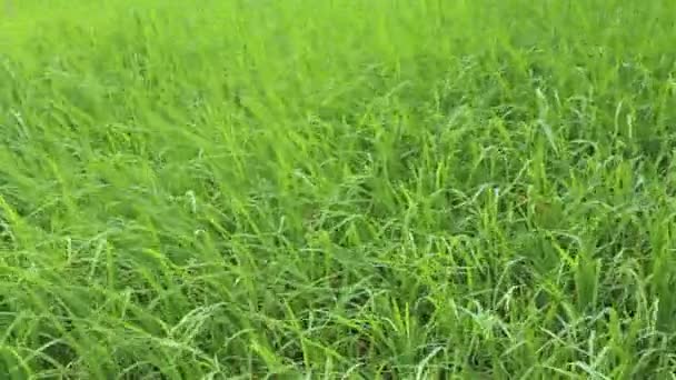 Зеленое рисовое поле — стоковое видео