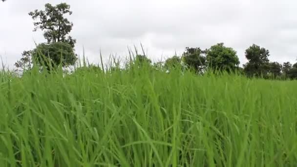 Green Rice in rice field — Stock Video