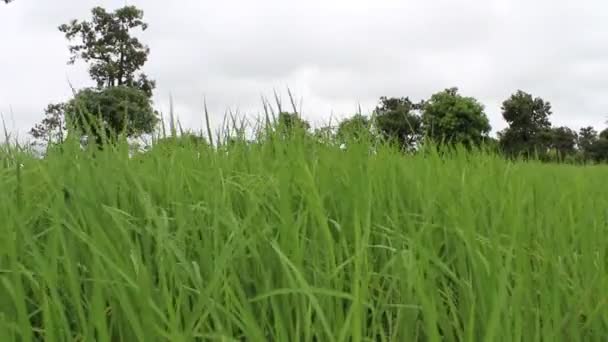 Grüner Reis im Reisfeld — Stockvideo