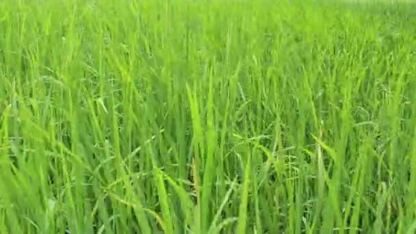 Green rice field — Stock Video