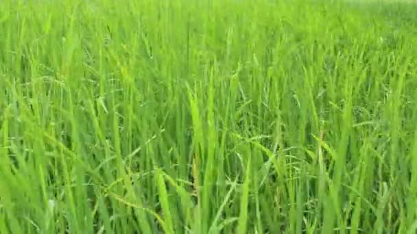 Champ de riz vert