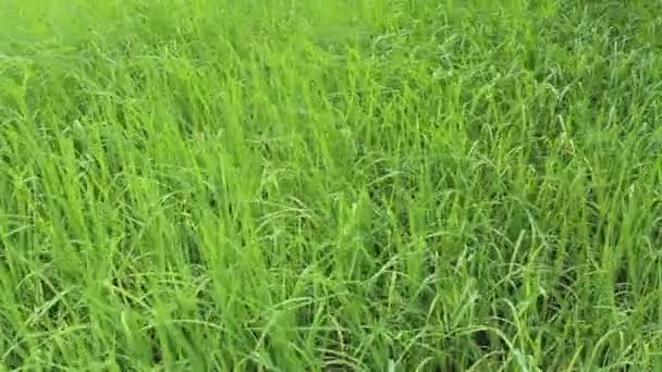 Green rice field — Stock Video