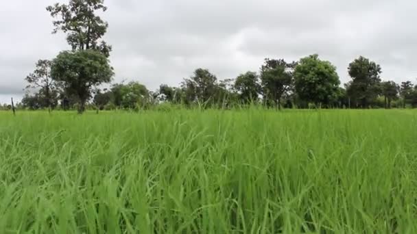 Groene rijstvelden — Stockvideo