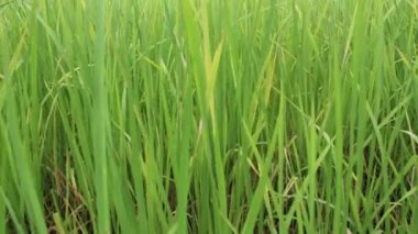 Yeşil pirinç tarlası