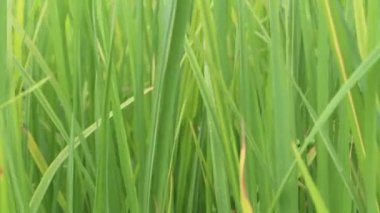 güzel yeşil pirinç