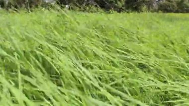 güzel yeşil pirinç