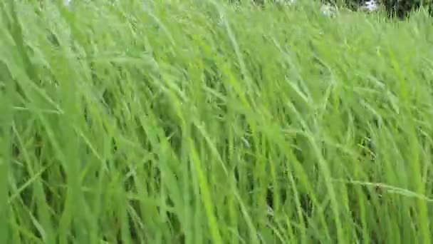 Campo de arroz verde — Vídeo de Stock