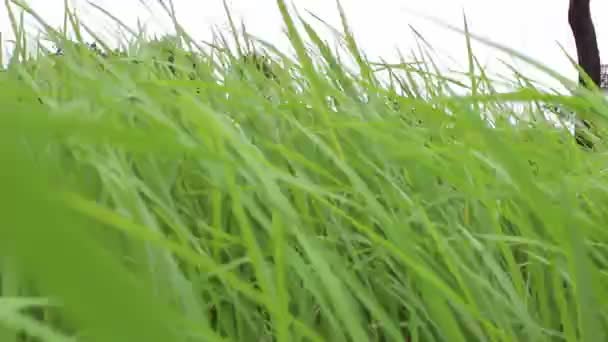 Beautiful green rice — Stock Video