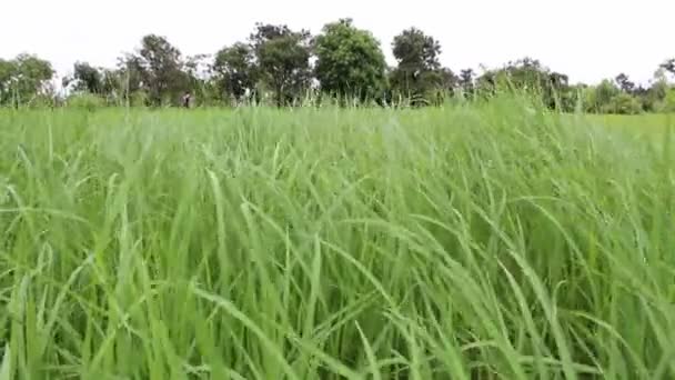 Green rice field — Stock Video