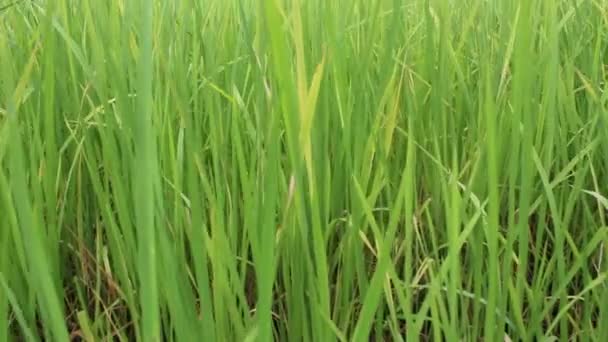 Champ de riz vert