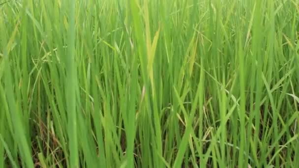 Campo de arroz verde — Vídeos de Stock