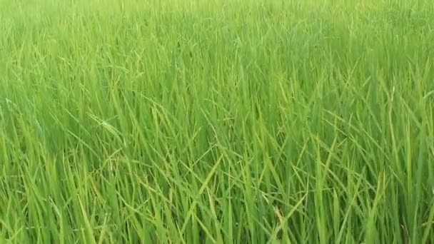 Green rice field — Stock Video