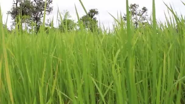 Green rice field — Stock Video