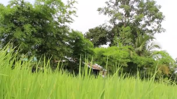 Πεδίο πράσινου ρυζιού — Αρχείο Βίντεο