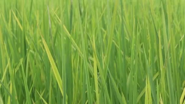 Beau riz vert 