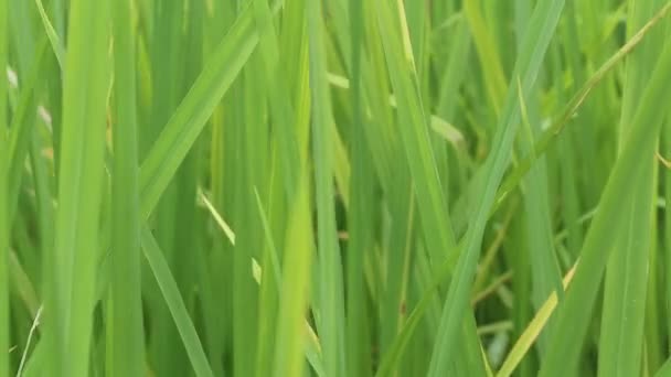 Beautiful green rice — Stock Video