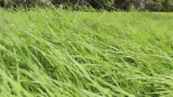 Beautiful green rice — Stock Video