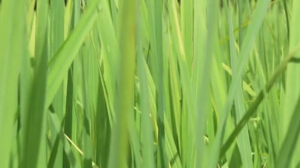 Arroz verde bonito — Vídeo de Stock