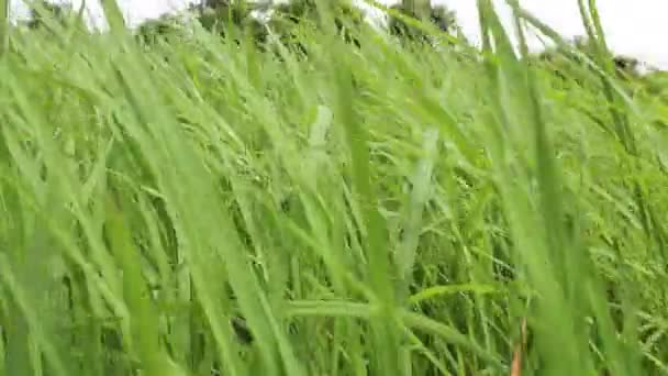 Beautiful green rice — Stock Video