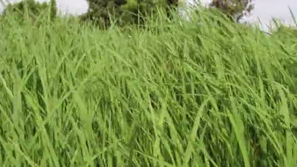 Красивый зелёный рис — стоковое видео