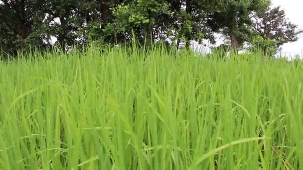 Beautiful green rice — Stock Video