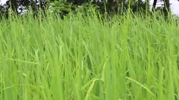 Prachtige groene rijst — Stockvideo