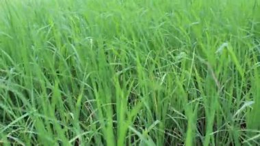 Yeşil pirinç tarlası