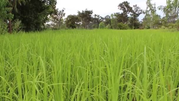 Groene rijstvelden — Stockvideo