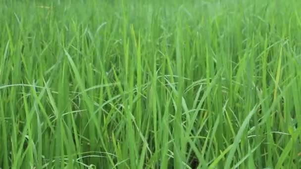 Champ de riz vert